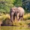 naledi-game-reserve
